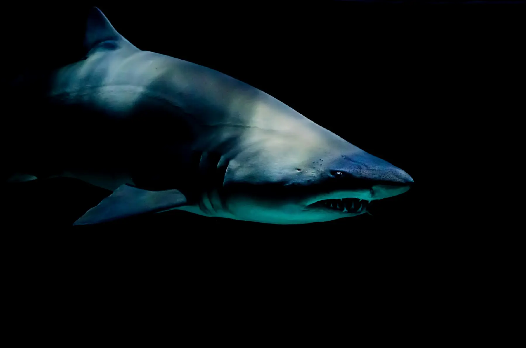 <b>Sous la Seine</b>: El Thriller de Tiburones que Conquistó Netflix - Cómo se llama la película de Tiburones 2024 la película del tiburón robot - Cómo se llama la película de Tiburones 2024