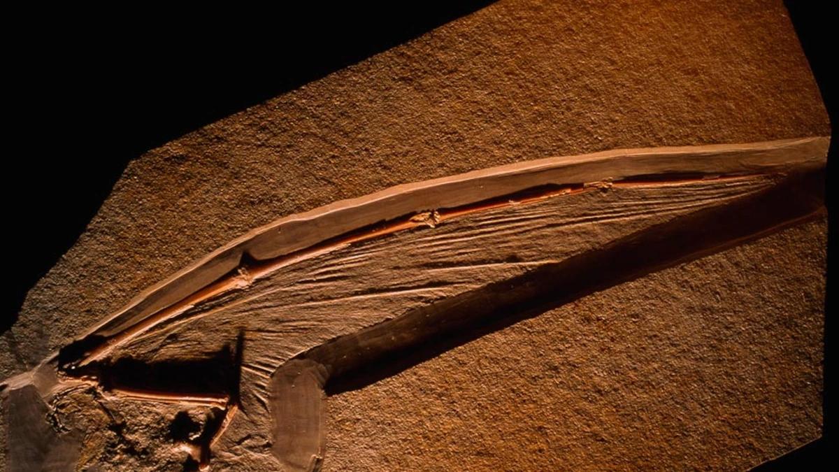 robot pterodactyl - What happened to the pterodactyl